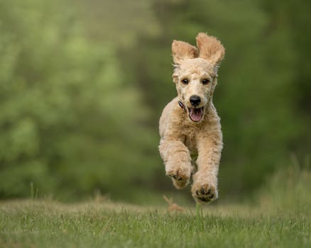 happy Goldendoodle playing