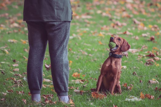 doodle playing fetch in the park