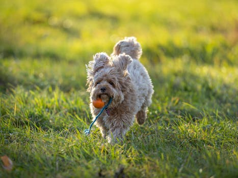 happy doodle playing in the park
