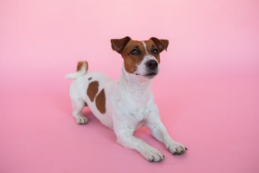 Doodle dog with colorful background