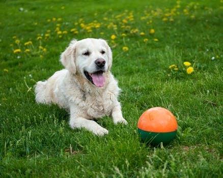 happy doodle playing fetch