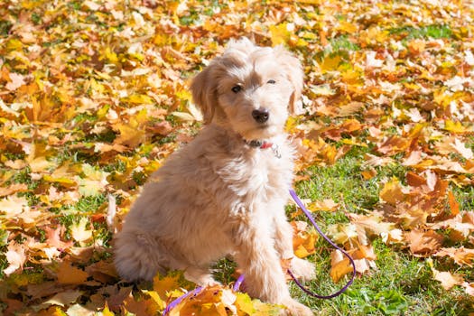 playful doodle breeds