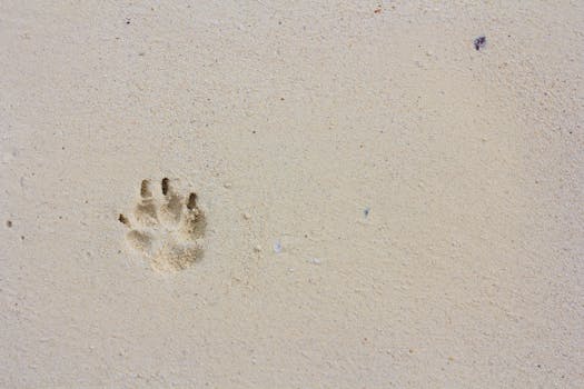 dog paw print art