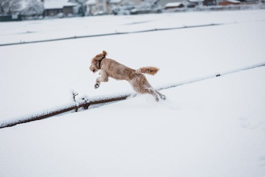 happy Labradoodle playing