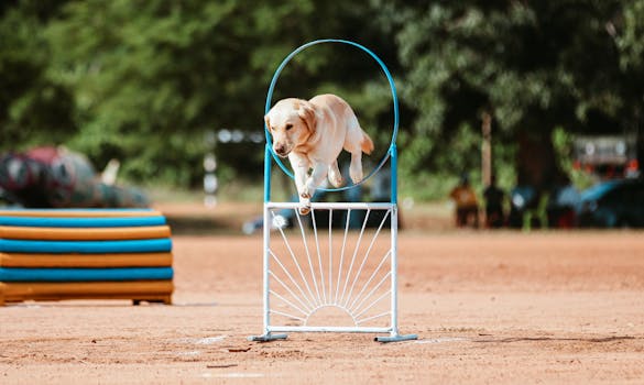 doodle obstacle course