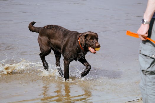 doodle playing fetch